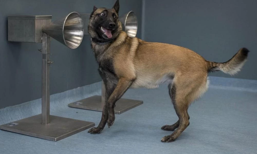 Τα σκυλιά πιο αποτελεσματικά κι από τα τεστ PCR για τον εντοπισμό του COVID